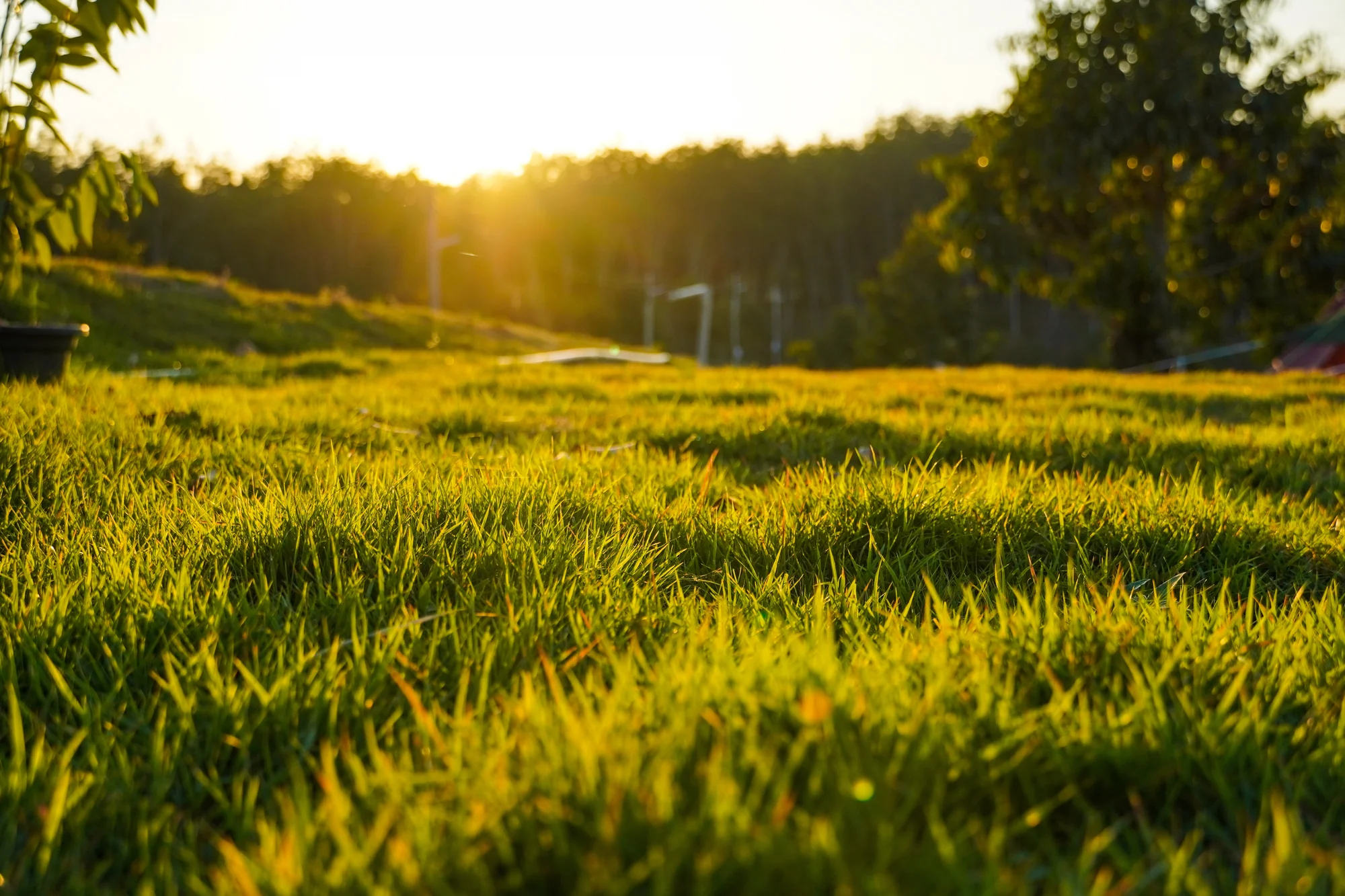 Golden sunset over a healthy green lawn in Cottage Grove, MN